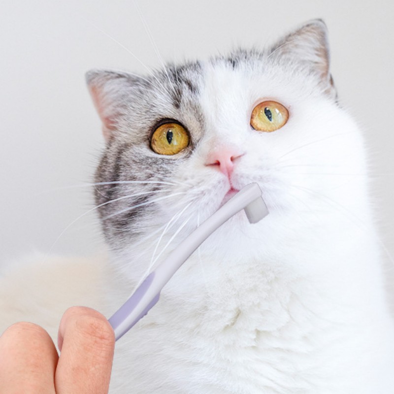 Brosse à dents pour chien, net - Teeth Whitening Brush avis et prix